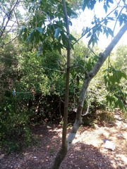 Vitex doniana