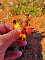Hesperantha vaginata