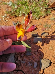 Hesperantha vaginata