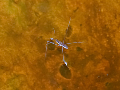 Limnometra