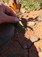 Hesperantha vaginata