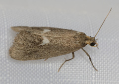 Cisthene liberomacula