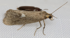 Cisthene liberomacula