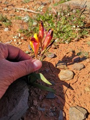 Hesperantha vaginata