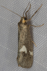 Cisthene liberomacula