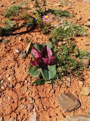 Colchicum coloratum
