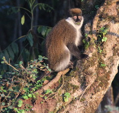 Chlorocebus djamdjamensis