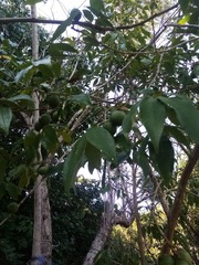 Vitex doniana