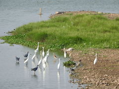 Porphyrio poliocephalus