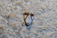 Sphragifera biplagiata