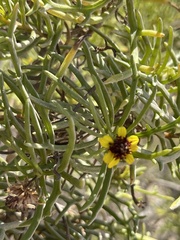 Encelia ventorum