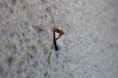 Sphragifera biplagiata