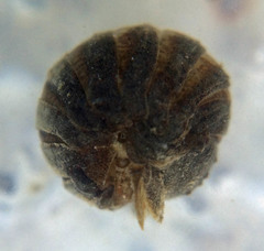 Sphaeroma quoianum
