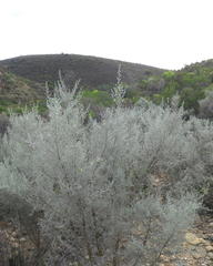 Aspalathus pedunculata