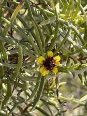 Encelia ventorum