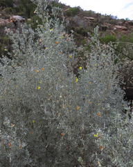 Aspalathus pedunculata