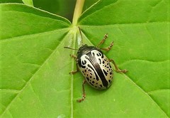 Calligrapha vicina