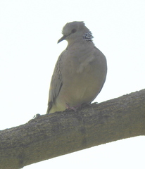 Streptopelia chinensis