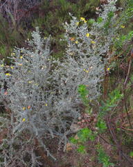 Aspalathus pedunculata