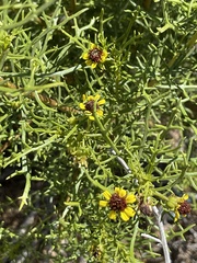Encelia ventorum