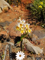 Freesia occidentalis