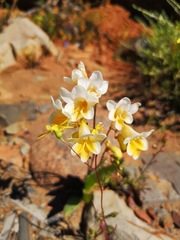 Freesia occidentalis