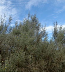 Aspalathus pedunculata