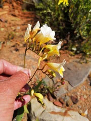 Freesia occidentalis