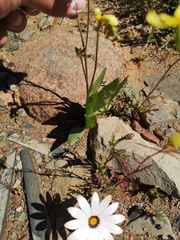 Freesia occidentalis