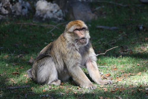 Barbary Macaque, photo 2 of 9