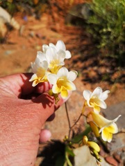 Freesia occidentalis