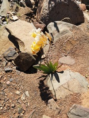 Freesia occidentalis