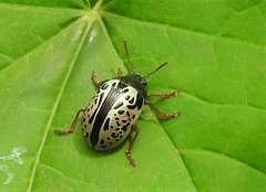 Calligrapha vicina