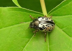Calligrapha vicina