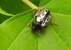 Calligrapha vicina