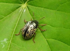 Calligrapha vicina