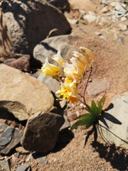 Freesia occidentalis