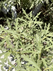 Encelia laciniata