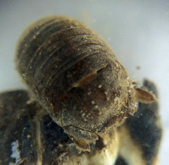 Sphaeroma quoianum