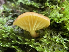 Phylloporus bellus