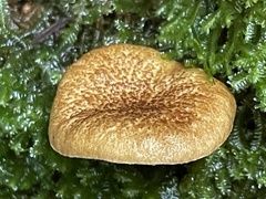 Phylloporus bellus