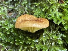 Phylloporus bellus