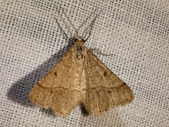 Isturgia murinaria