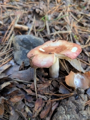 Russula