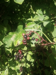 Sambucus nigra