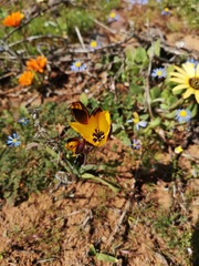 Hesperantha vaginata