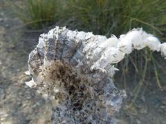 Belonogaster lateritia