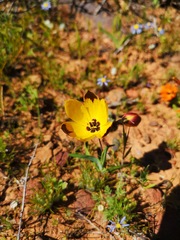 Hesperantha vaginata