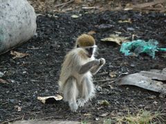 Chlorocebus aethiops