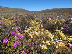 Freesia occidentalis